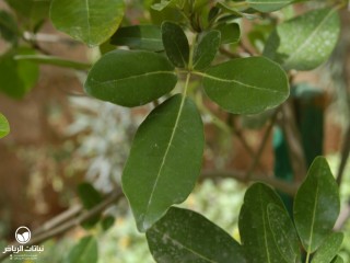 image name