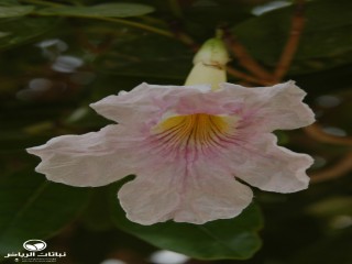 image name