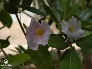 image name