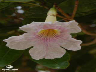 image name