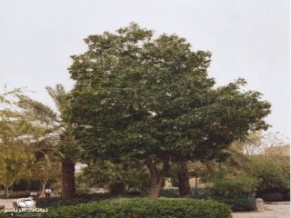image name