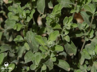 image name