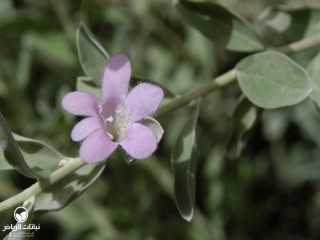image name