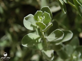 image name