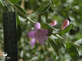 image name