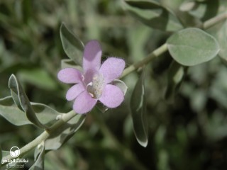 image name