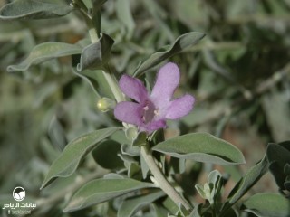 image name