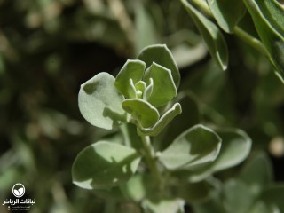 image name