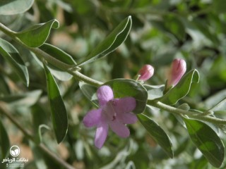 image name