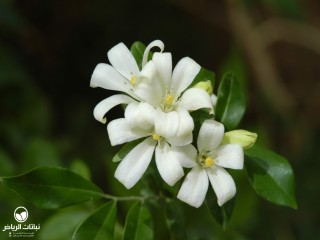 image name