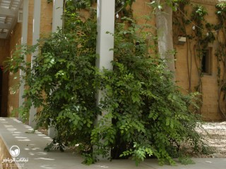 image name