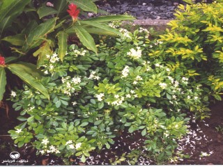 image name