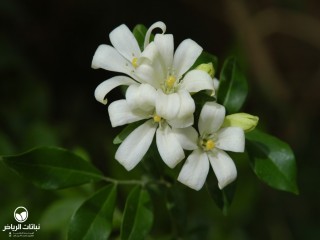 image name