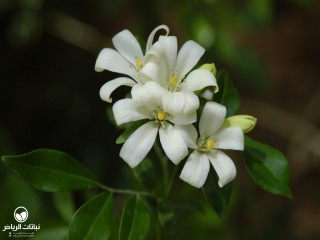 image name