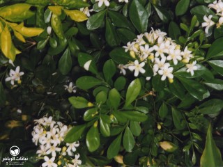 image name