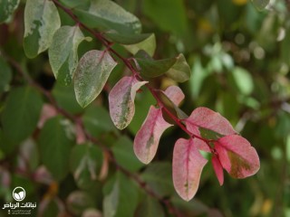 image name