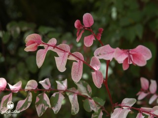 image name