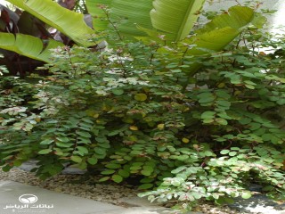 image name