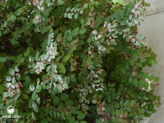 image name