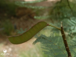 image name