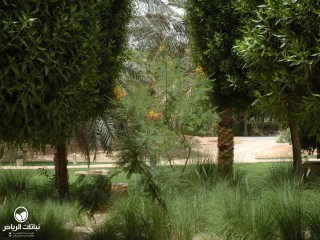 image name