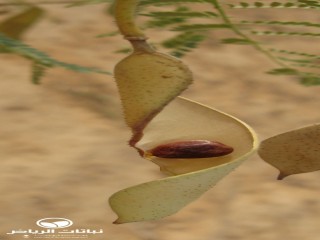image name