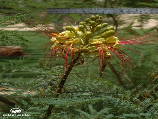 image name