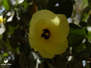 image name