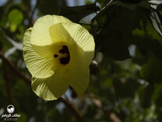 image name