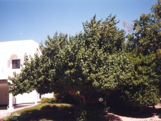 image name