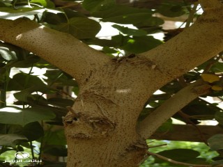 image name
