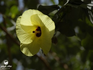 image name