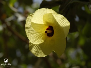 image name