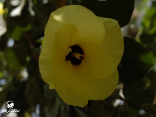 image name