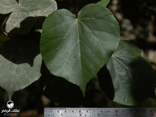 image name