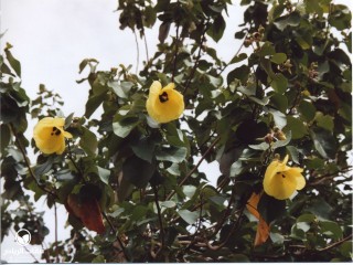 image name