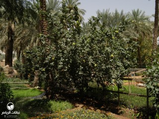 image name
