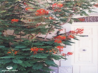image name
