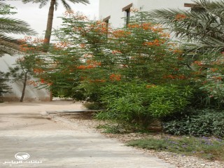 image name