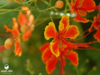 image name