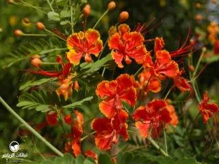 image name