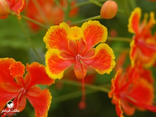 image name