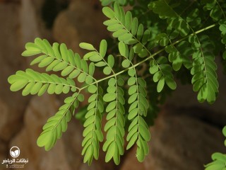 image name