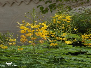 image name