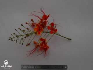 image name