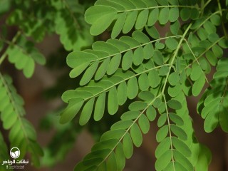 image name