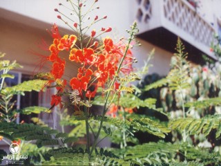 image name