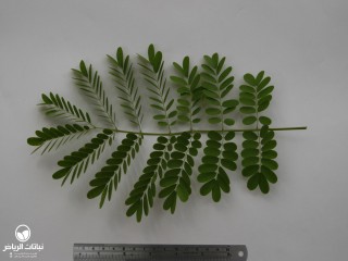 image name