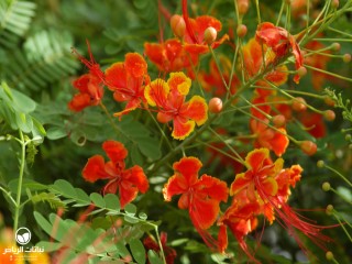 image name