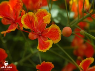 image name